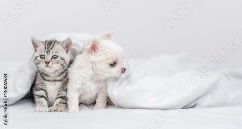 Chihuahua puppy and tabby kitten sit together under white warm blanket on a bed at home. Empty space for text