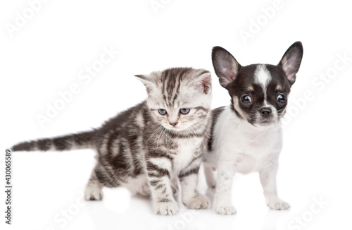 Chihuahua puppy and tabby kitten stand together and look at camera. isolated on white background