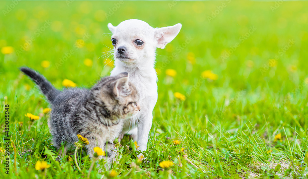 Tabby kitten and Chihuahua puppy sit together on green summer grass. Empty space for text Tabby kitten and Chihuahua puppy sit together on green summer grass. Empty space for text