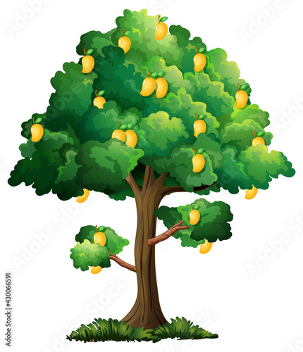 Yellow mango tree isolated on white background