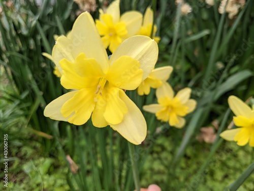 春の庭に咲くコロナ咲き水仙の黄色い花