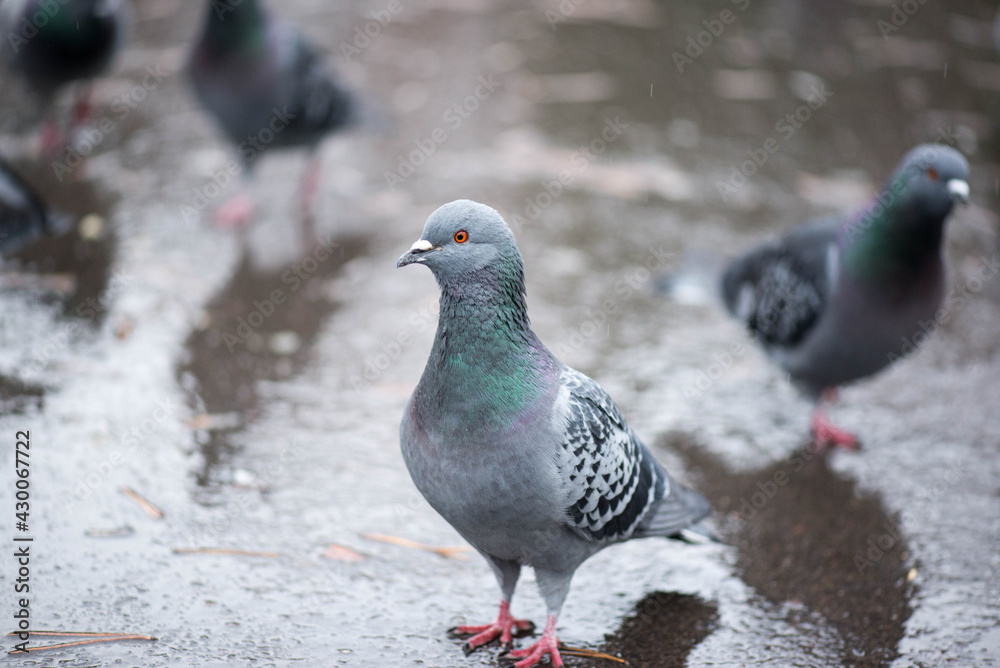 Obraz premium gray dove standing wet in the rain