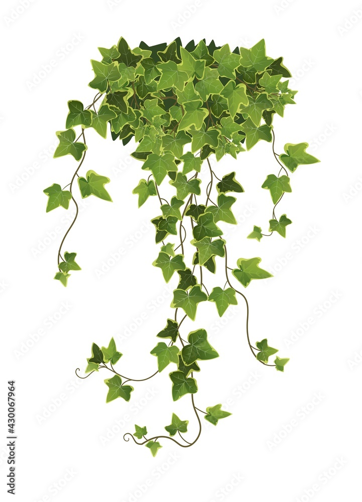 Ivy plant branch cartoon vector illustration. Climbing vine. Ivy plant branch cartoon vector illustration. Climbing vine.