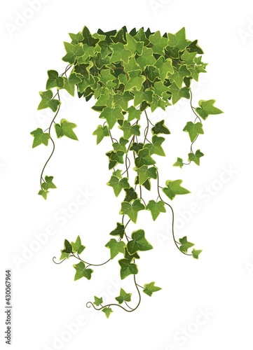Ivy plant branch cartoon vector illustration. Climbing vine.