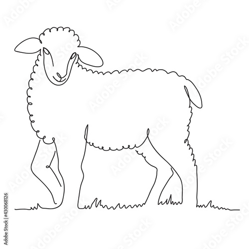 sheep breeding. a young lamb grazes in the meadow. vector illustration isolated on white background