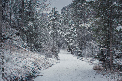 Winter road to Dolina Strążyska Valley, Western Tatra Mountains, Poland. Wide hiking trail in a fir forest. Selective focus on the path, blurred background. photo