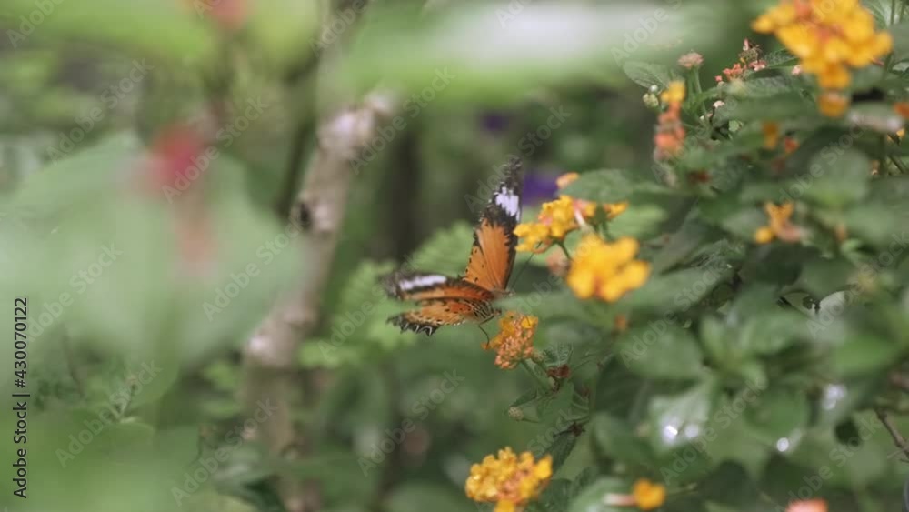 Close Up of a beautiful butterfly flapping his black and orange while walking on a orange flower. Shot in Bai Orchid-Butterfly Farm in Thailand. Close Up of a beautiful butterfly flapping his black and orange while walking on a orange flower. Shot in Bai Orchid-Butterfly Farm in Thailand.