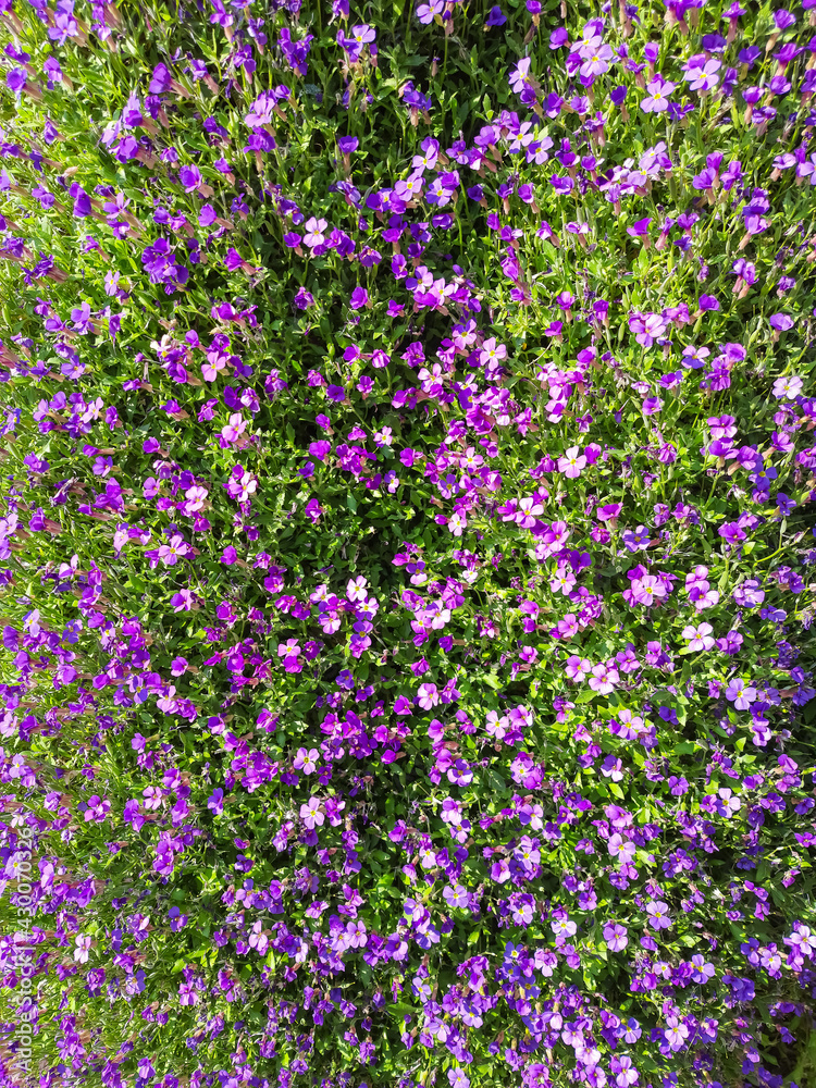 Aubrieta or Aubretia flowers in full bloom on a sunny spring day. green and purple Aubrieta or Aubretia flowers in full bloom on a sunny spring day. green and purple