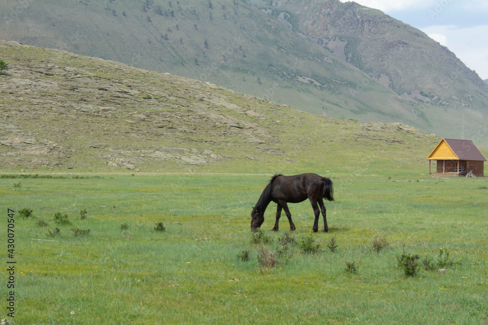 horses in the mountains