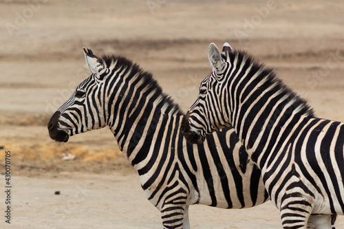 two zebra in the zoo