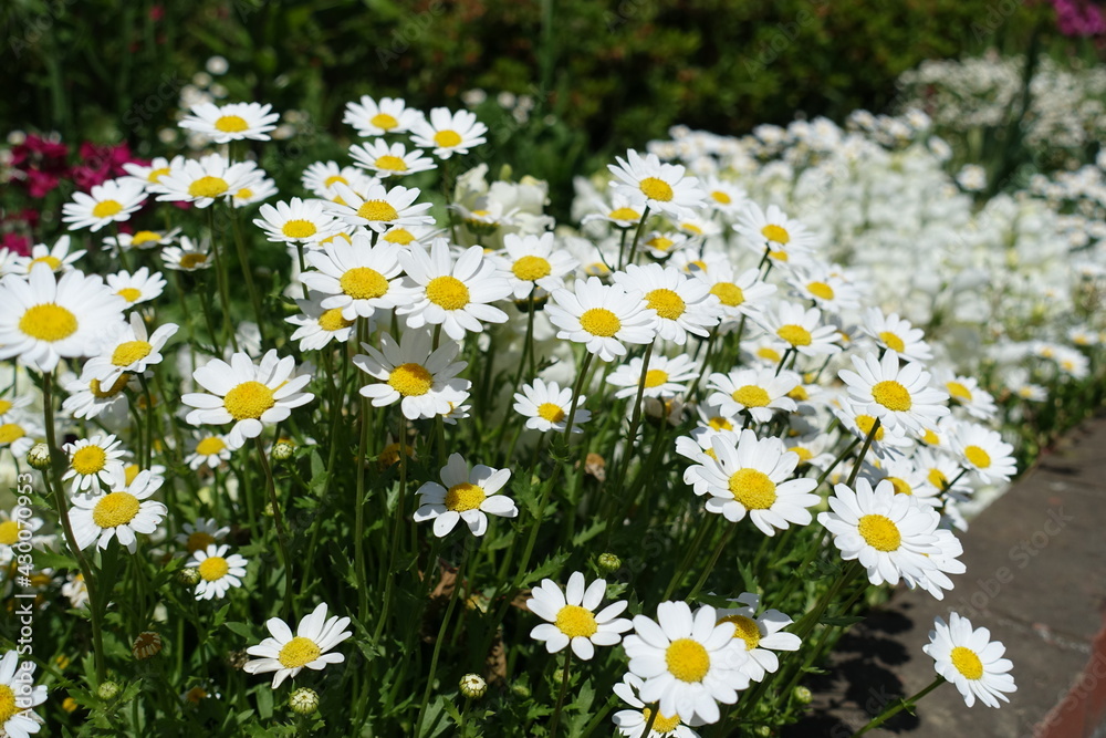 flower garden flower garden