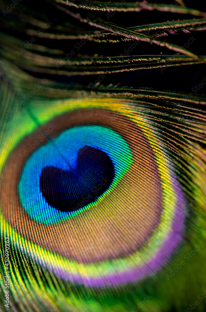 Fototapeta premium Background, wallpaper, texture. Part of beautiful peacock tail in dark