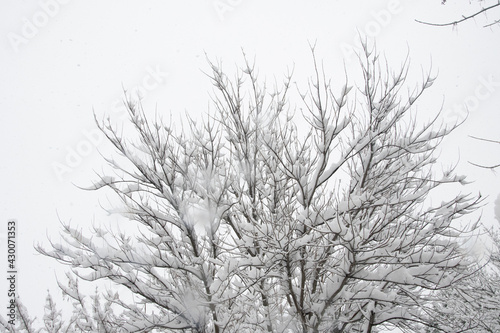 Snowed tree © rehtse_c