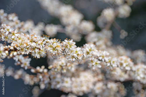 Blühender Schlehdorn, Prunus spinosa, im Frühling