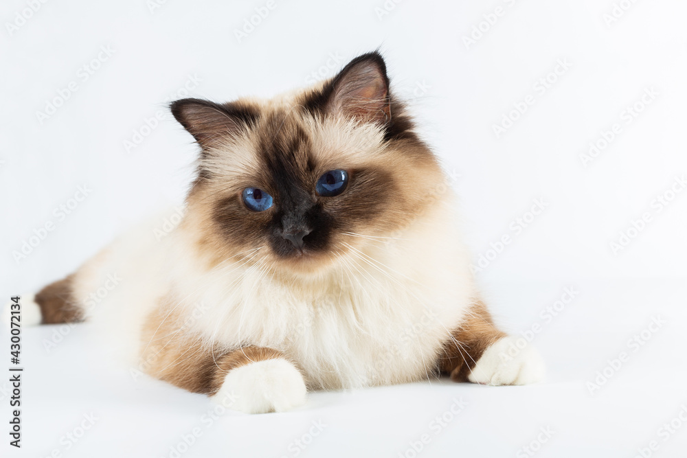 Sacred Birman Cat, birma isolated on a white background, studio photo