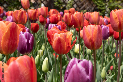 tulips in the garden  spring season