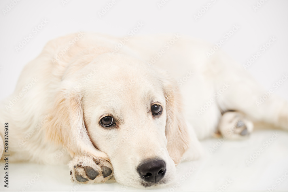 dog lying on a floor