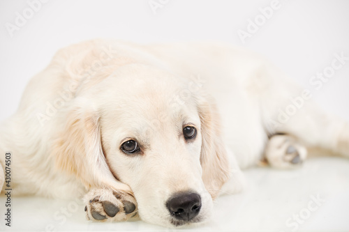 dog lying on a floor