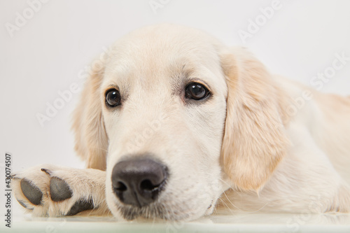golden retriever puppy © Andrey Kiselev