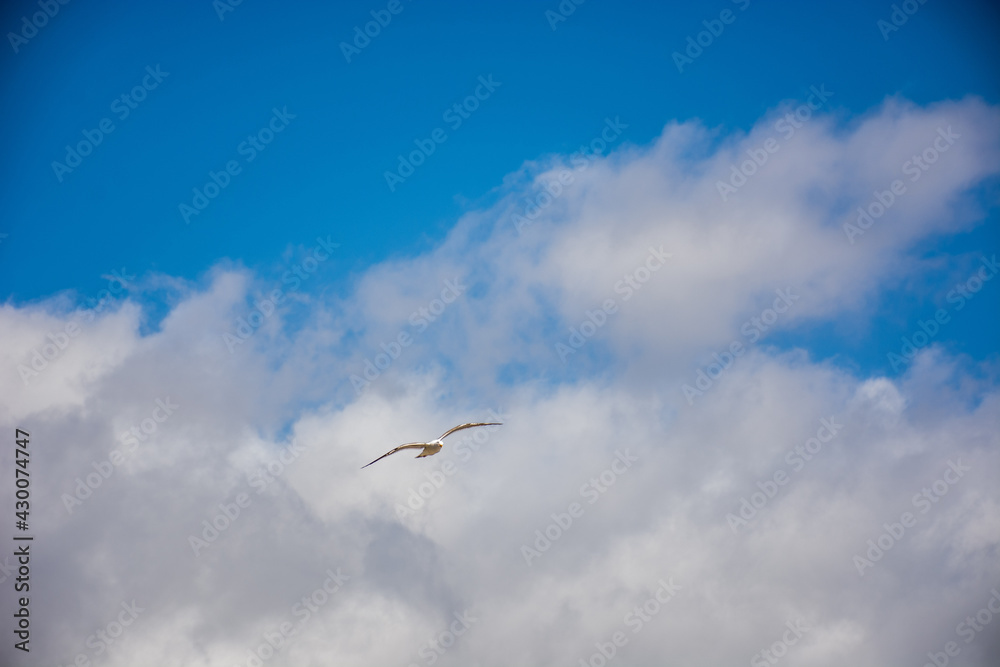 Lone Gull