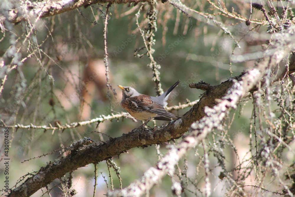 red backed shrike