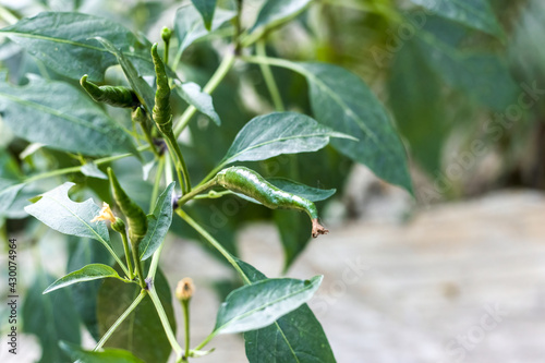 Green organic chili peppers growing on the tree