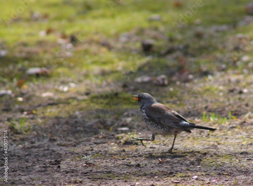 blackbird