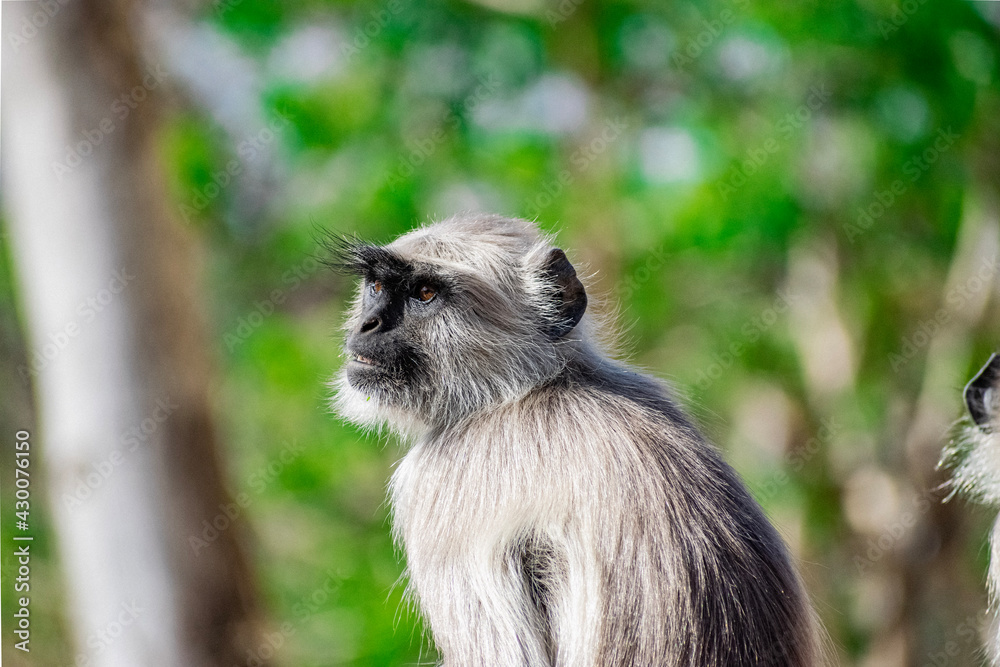 Fototapeta premium Monkey sitting on a wall