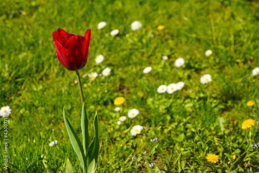 Tulips photographed on a beautiful spring day. Tulips photographed on a beautiful spring day.