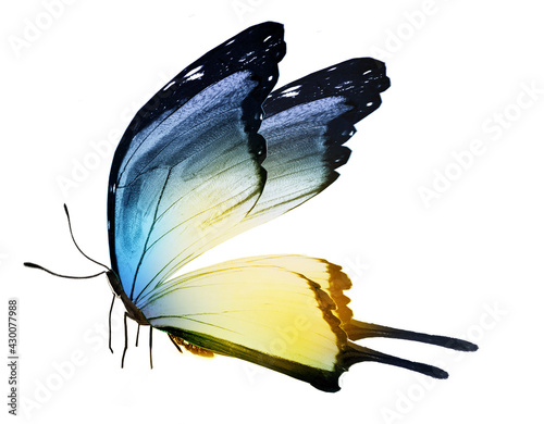 Color butterfly , isolated on the white photo