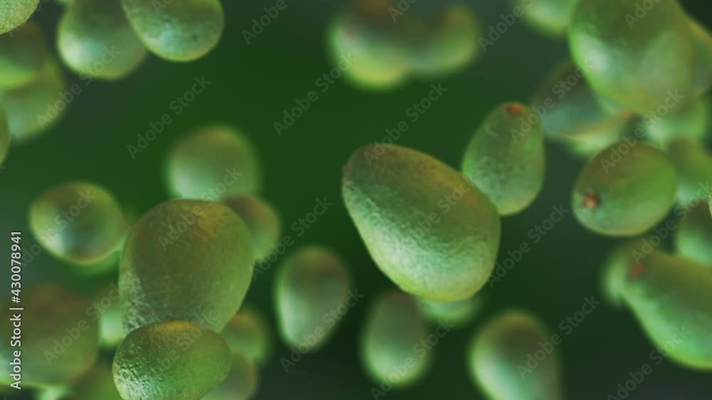 Fresh Avocado fruit loop-able background in slow motion 4K Fresh Avocado fruit loop-able background in slow motion 4K