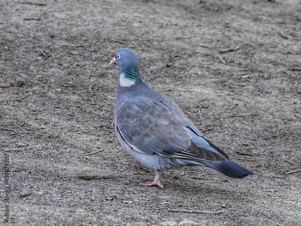 Fototapeta premium pigeon on the beach