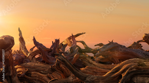 driftwood, pile of aged branches during sunset