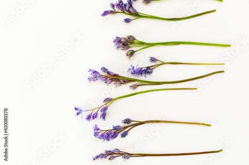 Blue squill, isolated on white background.