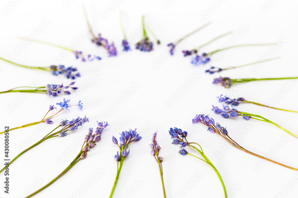 Obraz premium Wildflowers, blue squill isolated on white background. Circle shape.