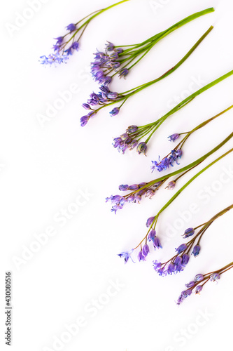 Blue squill, isolated on white background.