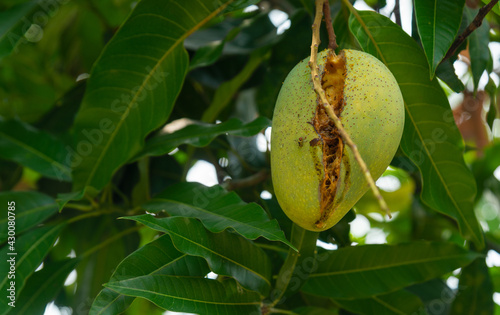 Oriental fruit fly perched on a mango fruit hanging on a tree, which destroys fruits to crack and spoil.
