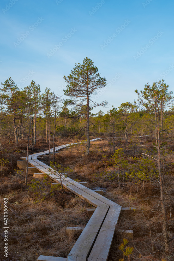 The landscape around pathway on an early spring morning. Rabivere bog (also known as Hagudi bog) in Rapla County, a popular natural attraction in Estonia, a tourist ecological trail. Selective focus.