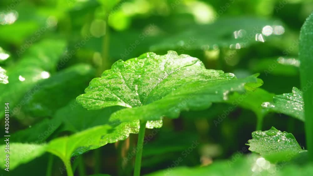 The green plants are swaying in the wind under the sun The green plants are swaying in the wind under the sun