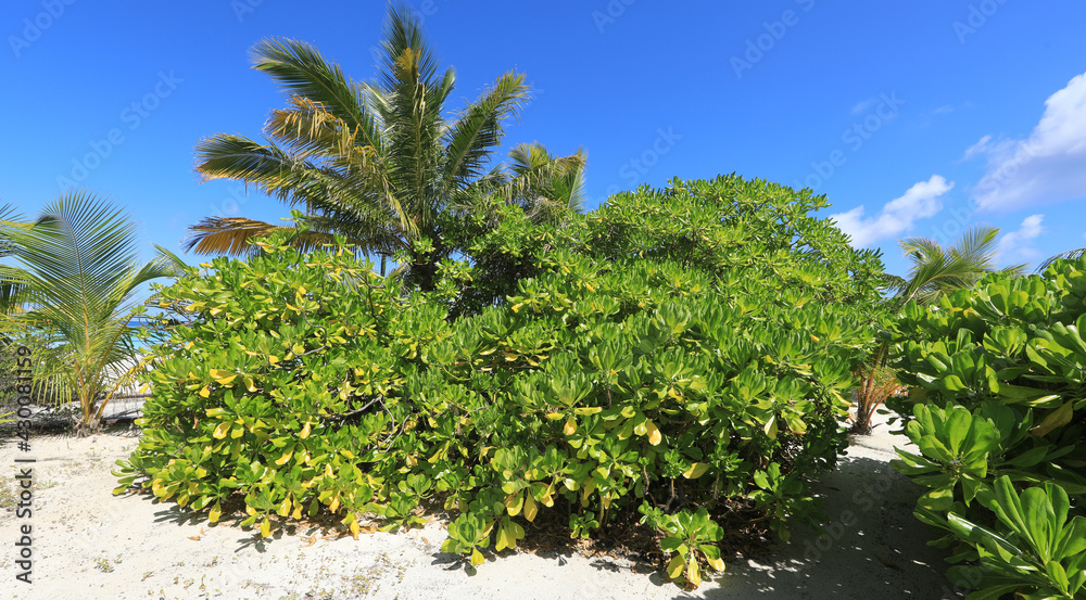 palm trees on the island, Maldives