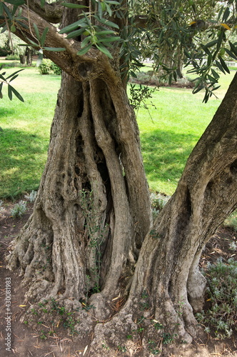 Trunk of olive tree