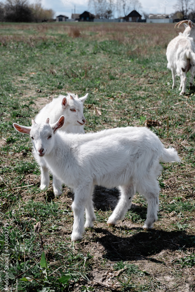 little goats graze in the field little goats graze in the field