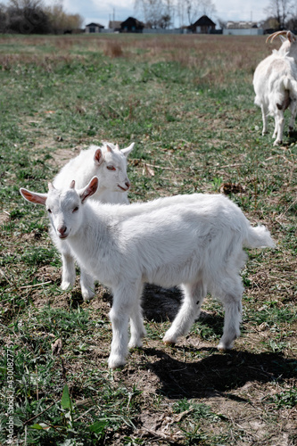 little goats graze in the field