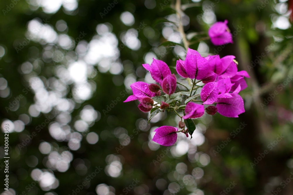 Fototapeta premium Flowers with a bokhe