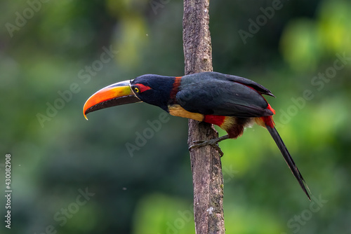 Fiery-billed Aracari - Pteroglossus frantzii is a toucan, a near-passerine bird. It breeds only on the Pacific slopes of southern Costa Rica and western Panama photo