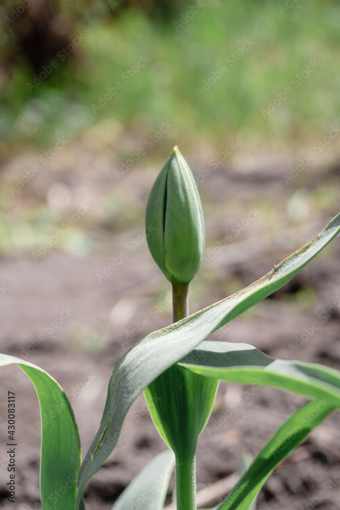 tulip sprout with a bud
