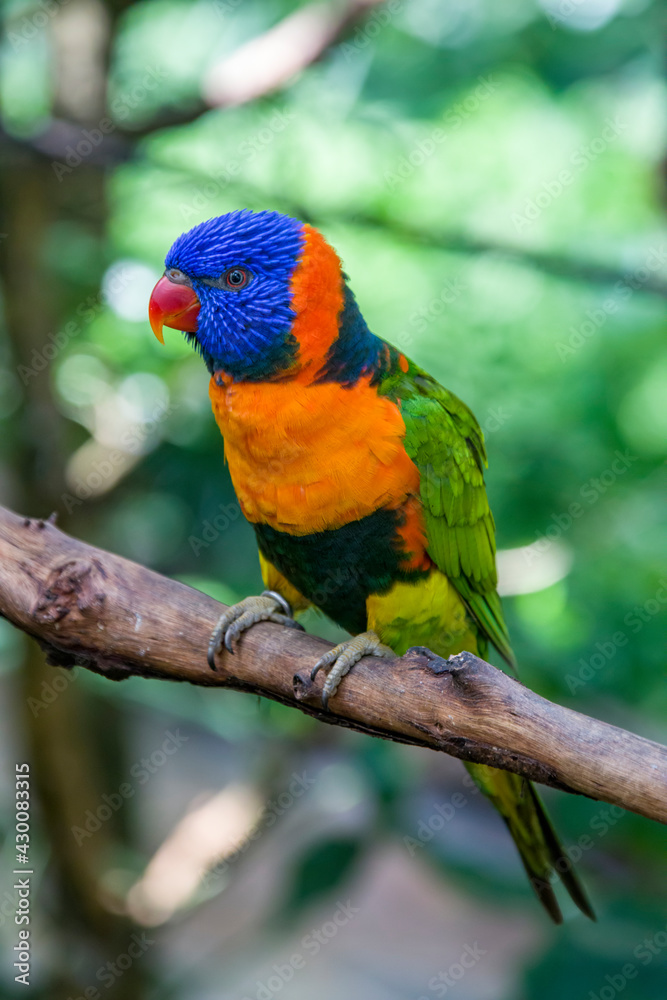 The red-collared lorikeet (Trichoglossus rubritorquis) is a species of parrot found in wooded habitats in northern Australia The red-collared lorikeet (Trichoglossus rubritorquis) is a species of parrot found in wooded habitats in northern Australia