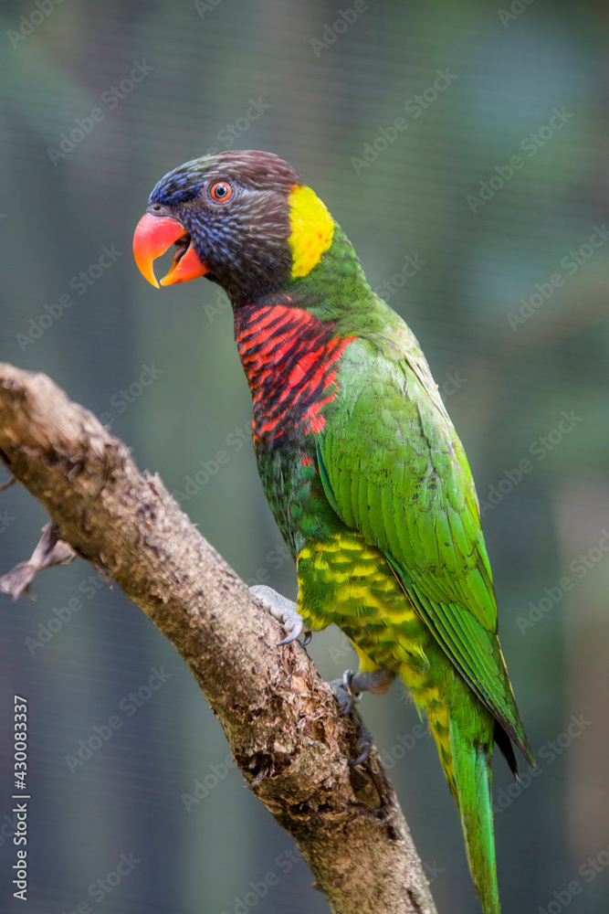 The coconut lorikeets (Trichoglossus haematodus) is a parrot in the family Psittaculidae. The bill is orange-red, and the head dark blue fading to brown at the neck. 