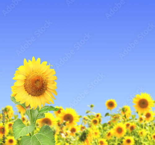 Sunflowers on blurred sunny background