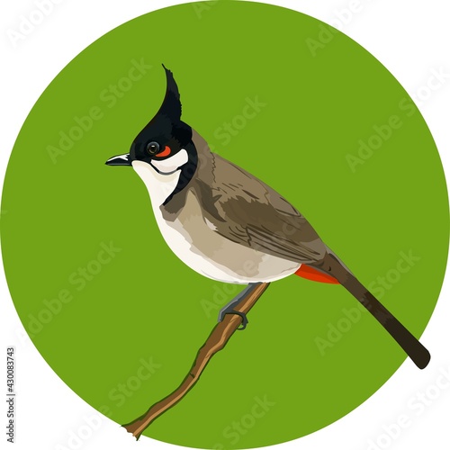 The red-whiskered bulbul is sitting on a tree. photo